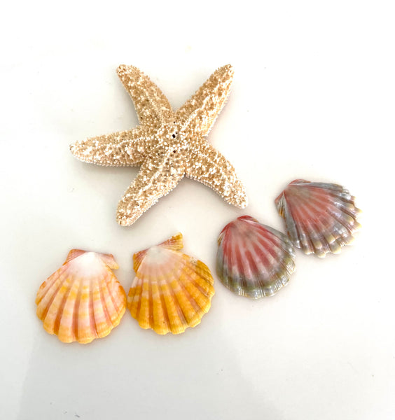 Custom order Sunrise Shell Earrings